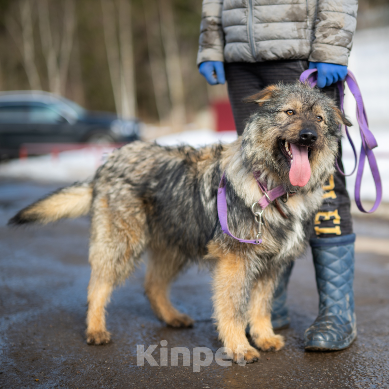 Собаки в Москве: Оскар Мальчик, Бесплатно - фото 4