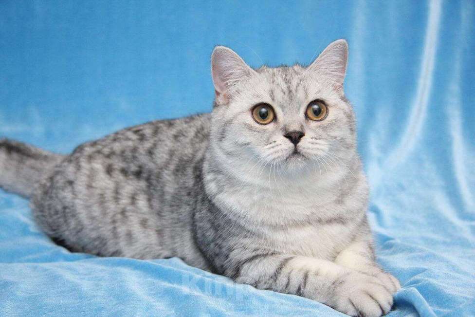 Кошки в Симферополе: Шотландский кот на вязку, 2 000 руб. - фото 1