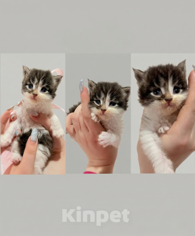 Кошки в Нижнем Новгороде: Котенок Мейн-кун Девочка, Бесплатно - фото 3