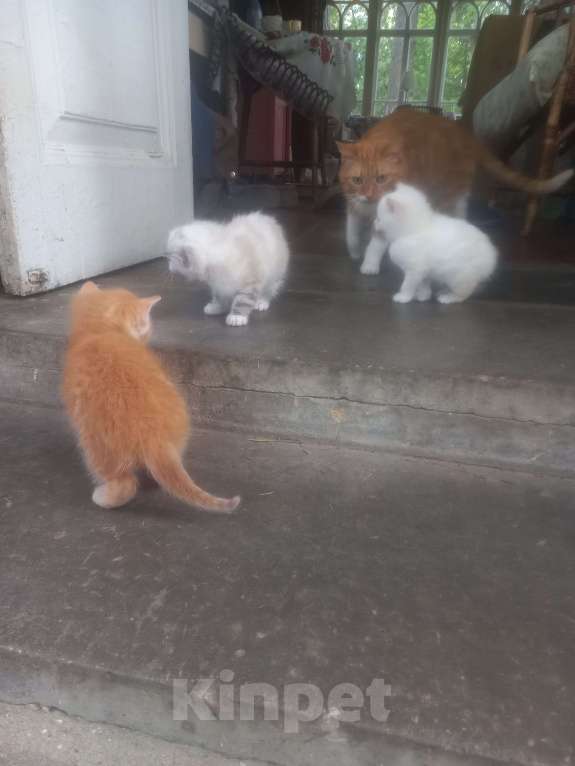 Кошки в других городах Московской области: Ищу дом Девочка, Бесплатно - фото 2