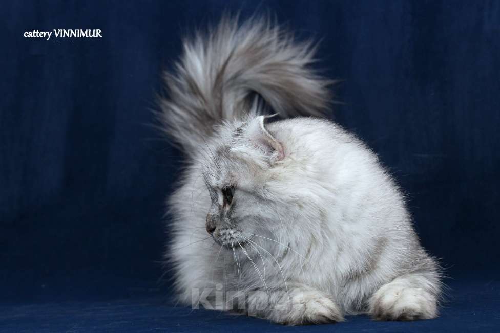 Кошки в Санкт-Петербурге: Американский керл  Девочка, Бесплатно - фото 6