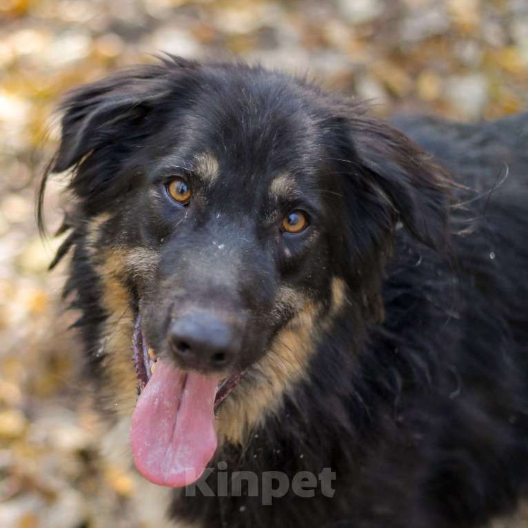 Собаки в Москве: Один Мальчик, Бесплатно - фото 4