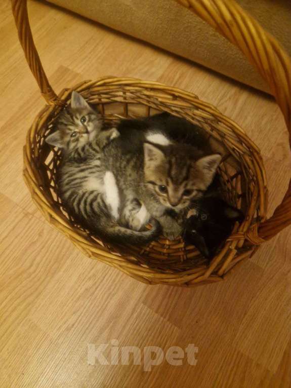 Кошки в Москве: отдам даром в хорошие руки Девочка, Бесплатно - фото 1