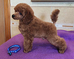 Собаки в Керчи: Пудель карликовый Мальчик, 50 000 руб. - фото 2