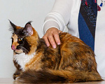 Кошки в Бору: Котенок мэйн кун, девочка Девочка, 40 000 руб. - фото 4