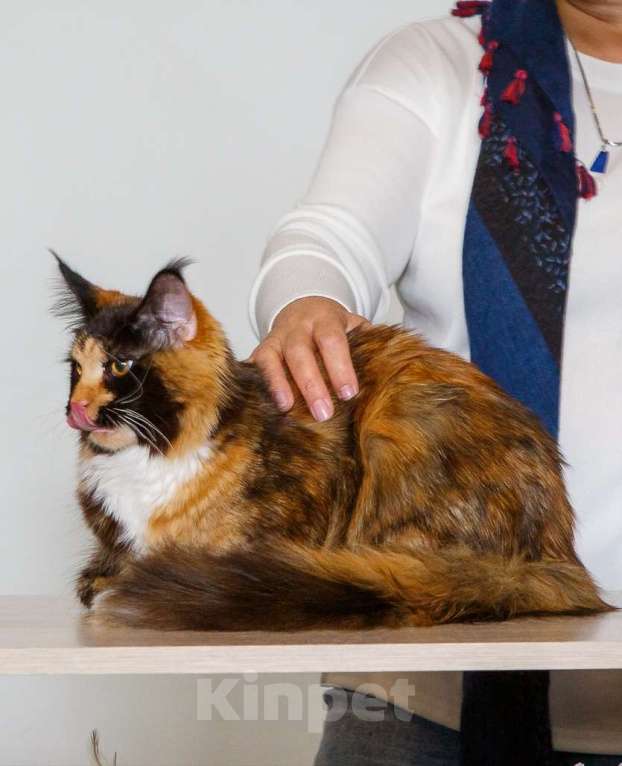 Кошки в Бору: Котенок мэйн кун, девочка Девочка, 40 000 руб. - фото 4