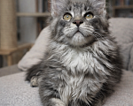 Кошки в Москве: Профессиональный питомник мейн-кунов из России предлагает эксклюзивное сотрудничество в Дубае.  Мальчик, 80 000 руб. - фото 2