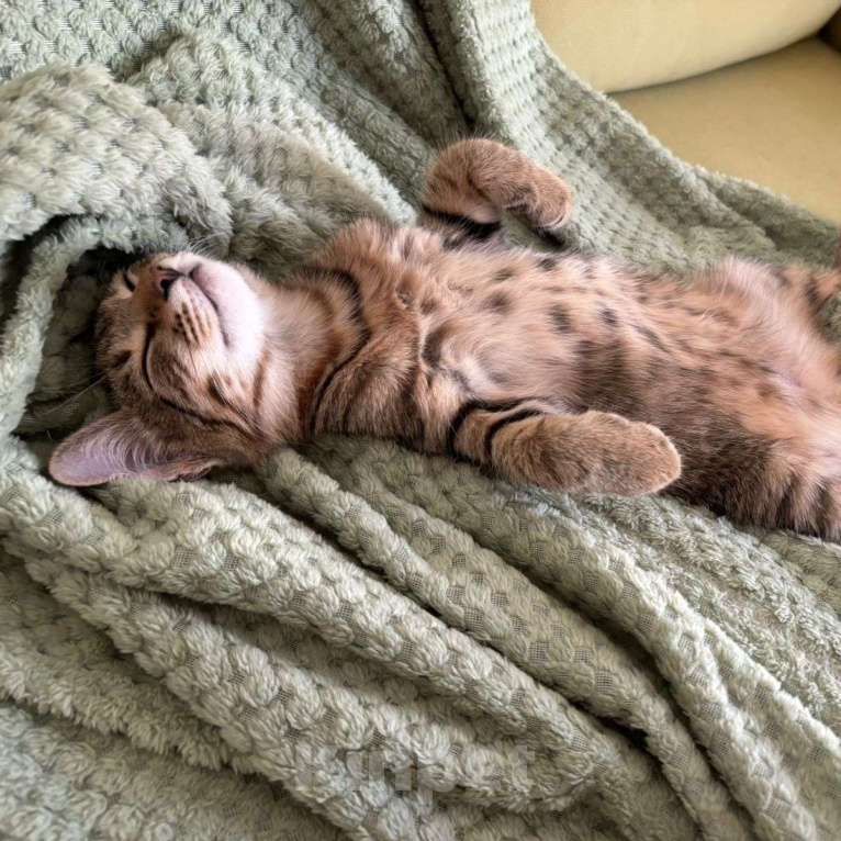 Кошки в Москве: Котенок Марсик спит и видит сон, как его забирают в семью Мальчик, Бесплатно - фото 3