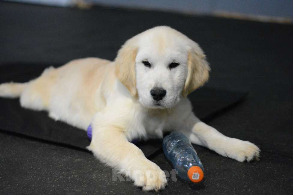 Собаки в Казани: Рыжие  и светлые малыши Золотистого ретривера! Девочка, 60 000 руб. - фото 4