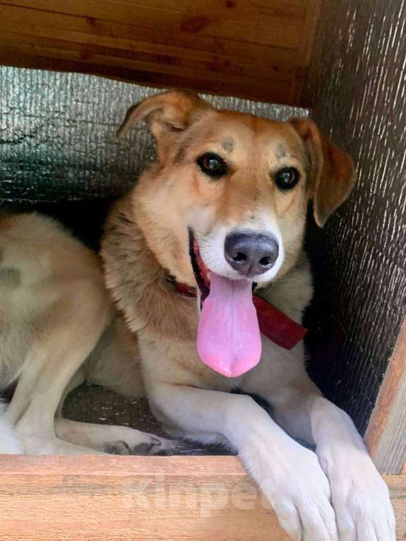 Собаки в Москве: Как можно ее не замечать? Девочка, Бесплатно - фото 1