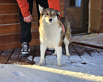 Собаки в Новосибирске: Собака Ласка ниже колена ищет дом Девочка, Бесплатно - фото 5