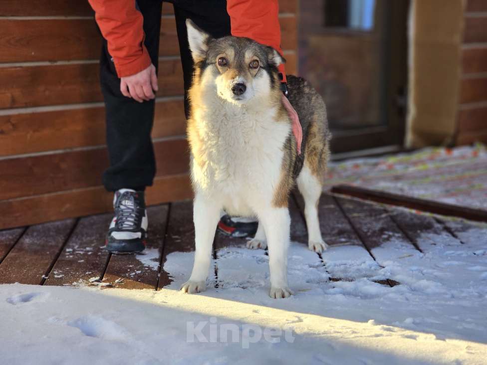 Собаки в Новосибирске: Собака Ласка ниже колена ищет дом Девочка, Бесплатно - фото 5