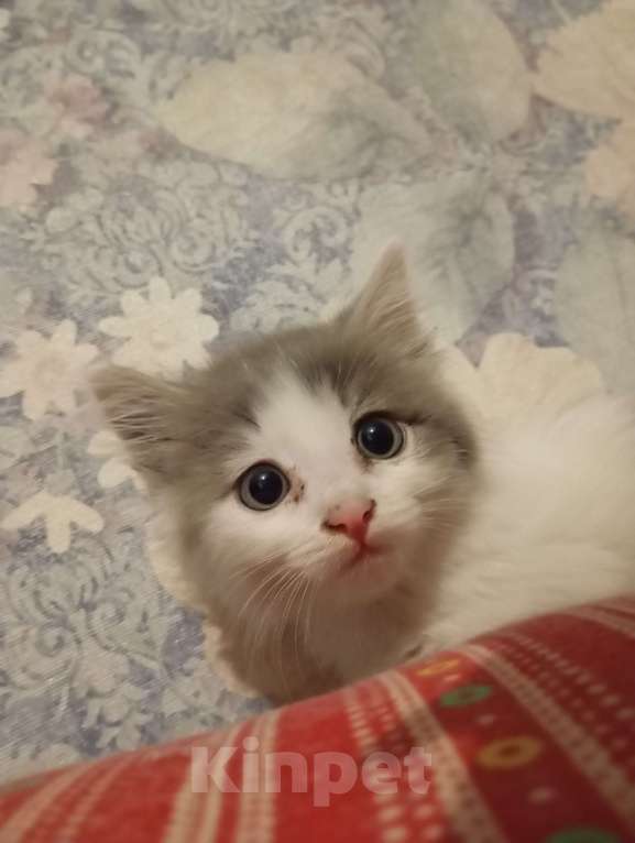 Кошки в Бердске: Котенок бесплатно в добрые руки  Девочка, Бесплатно - фото 2