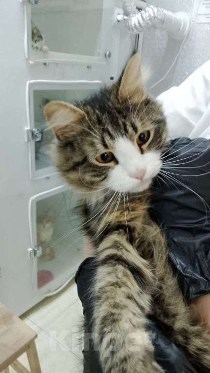 Кошки в Москве: Котик Фредди Мяукури  Мальчик, Бесплатно - фото 2