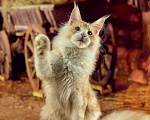 Кошки в Туапсе: Котята мейн-кун полидакт Мальчик, 25 000 руб. - фото 4