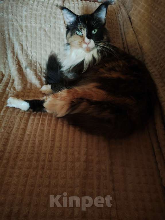 Кошки в Москве: Кошка породы мейкун Девочка, 30 000 руб. - фото 1