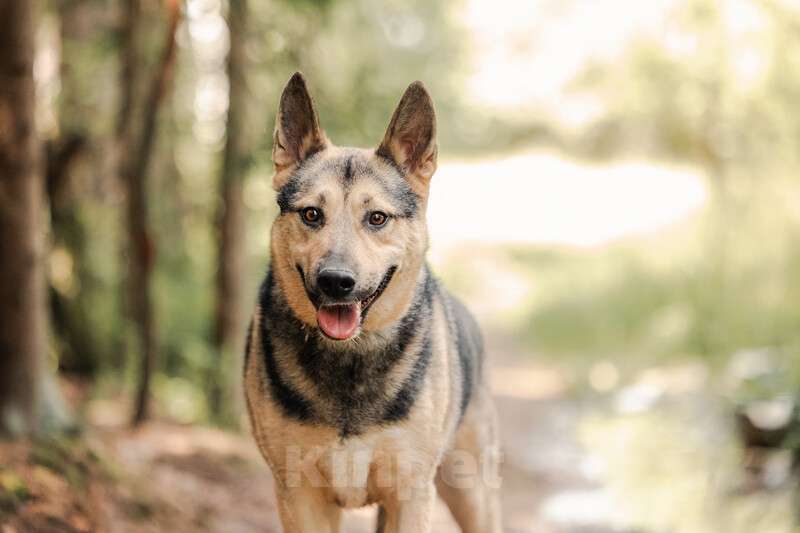 Собаки в Москве: Овчарка Джефф в добрые руки Мальчик, Бесплатно - фото 2