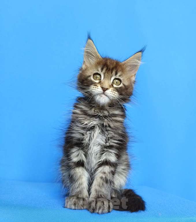 Кошки в Москве: Котята Мейн-Кун Девочки Девочка, 50 000 руб. - фото 6