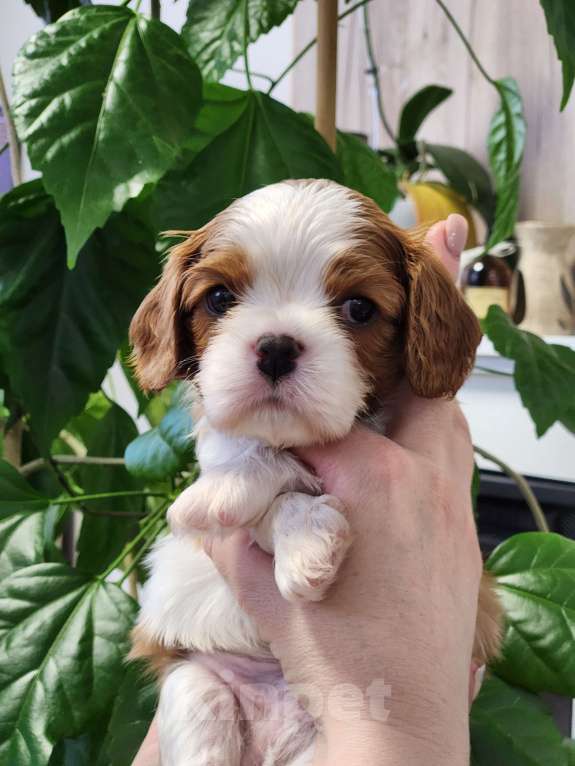 Собаки в Анапе: Синяя лента  Мальчик, 80 000 руб. - фото 7