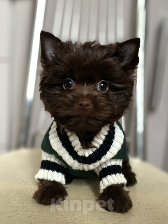 Собаки в Москве: Шоколадный йорк мальчик Мальчик, 80 000 руб. - фото 1