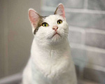 Кошки в Санкт-Петербурге: Кошка ищет дом Девочка, Бесплатно - фото 4