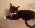 Кошки в Москве: Черный котик в добрые руки Мальчик, 1 руб. - фото 2