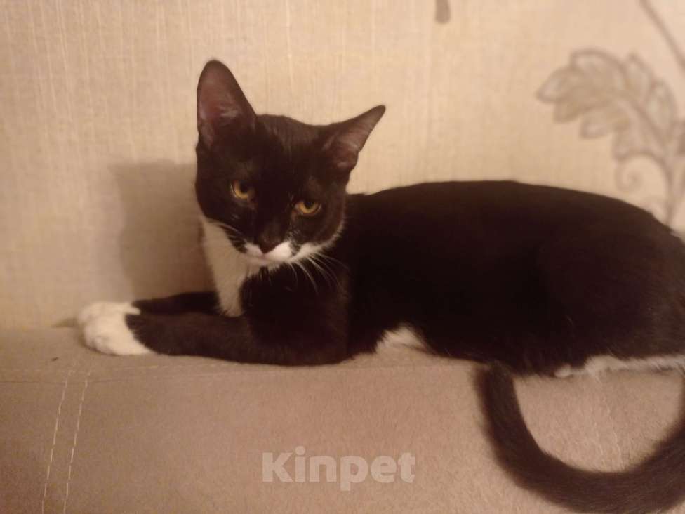 Кошки в Москве: Черный котик в добрые руки Мальчик, 1 руб. - фото 2