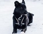 Собаки в Москве: Шейла Девочка, Бесплатно - фото 5