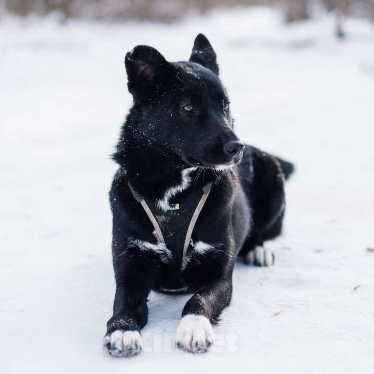 Собаки в Москве: Шейла Девочка, Бесплатно - фото 5