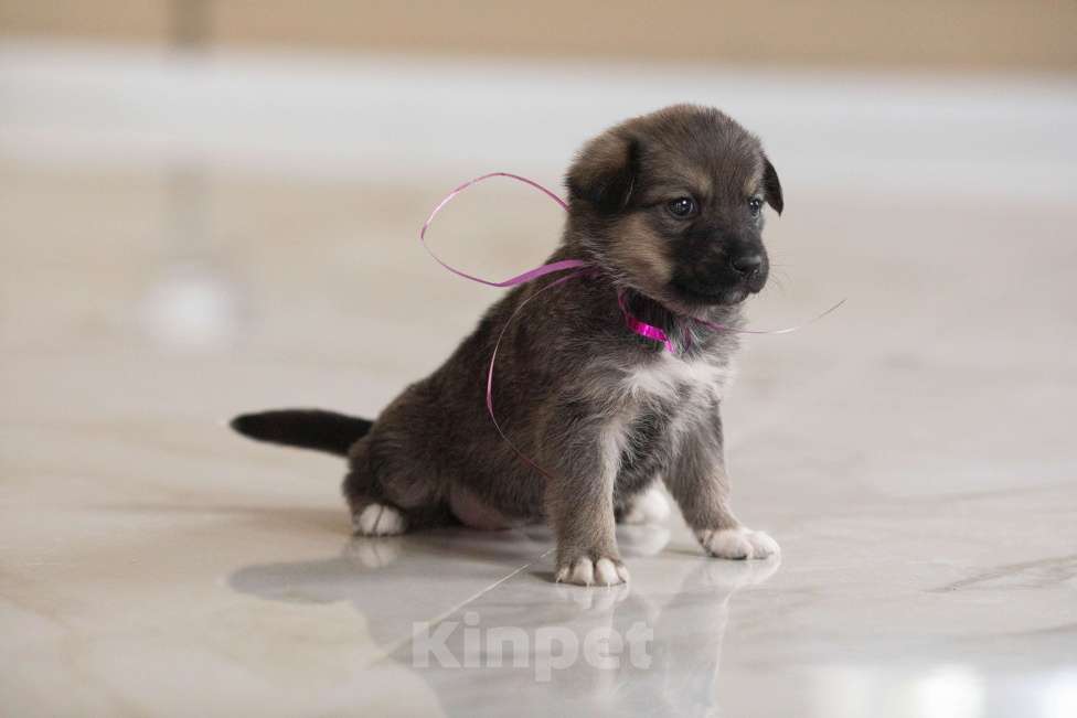 Собаки в Москве: Машенька ищет дом Девочка, Бесплатно - фото 5