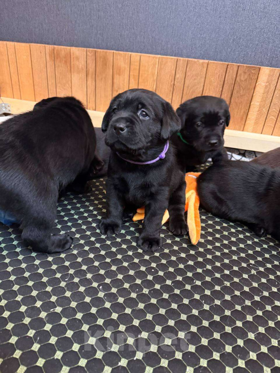 Собаки в Жуковском: Щенок лабрадора, РКФ Девочка, 65 000 руб. - фото 4