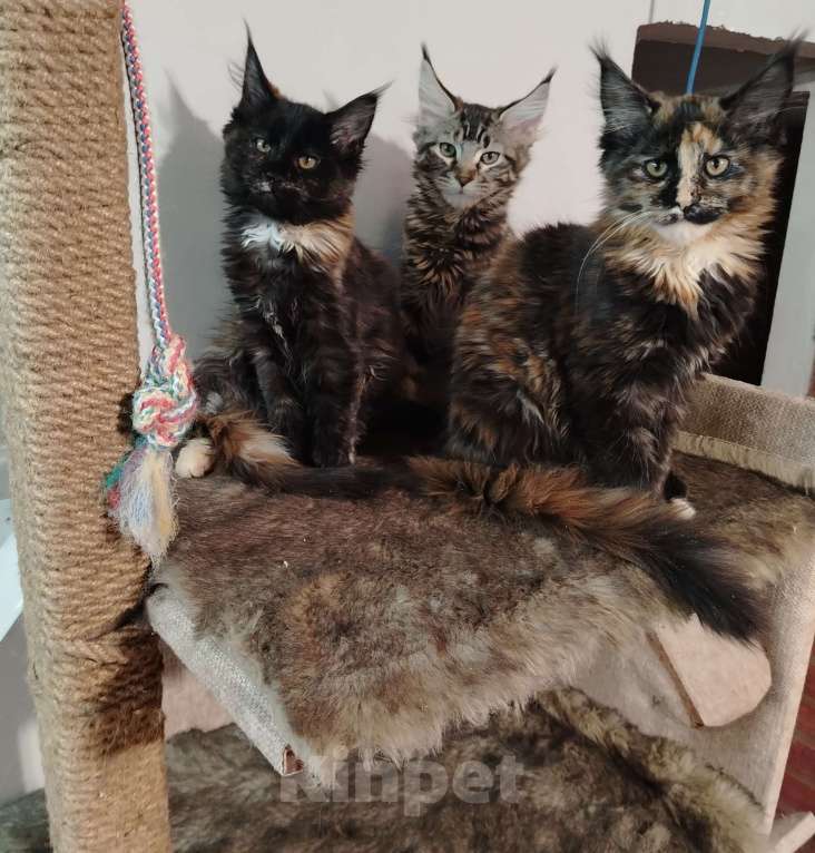 Кошки в других городах Воронежской области: Малышка 1 Девочка, 7 000 руб. - фото 4