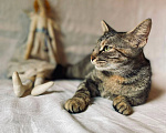 Кошки в Москве: Кошка Симона ищет дом Девочка, Бесплатно - фото 7