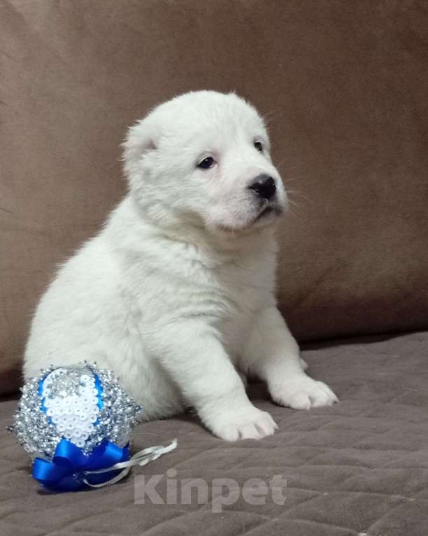 Собаки в Печоре: Девочка САО Девочка, 40 000 руб. - фото 3