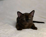 Кошки в Москве: Бурманские котята. Шикарный малыш  Мальчик, 70 000 руб. - фото 4