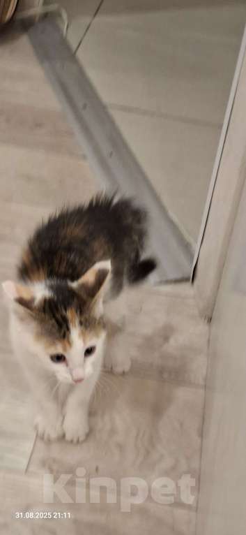 Кошки в Тюмени: Отдам котенка  Девочка, Бесплатно - фото 2