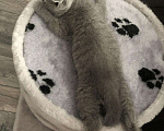 Кошки в Теберде: Шотландский чистокровный котёнок с паспортом девоч, 10 000 руб. - фото 10