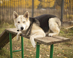 Собаки в Москве: Разноглазый пёс Сэмми ищет дом и самого ответственного хозяина. Мальчик, Бесплатно - фото 2