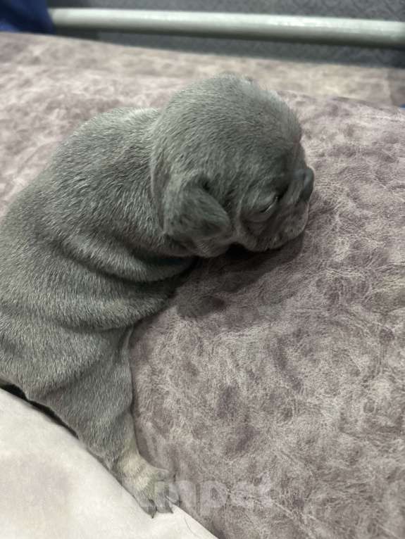 Собаки в Москве: Французская булка 🥖  Девочка, 120 000 руб. - фото 3
