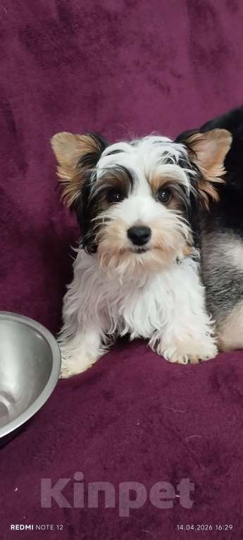 Собаки в Воронеже: MAKne Девочка, 40 000 руб. - фото 1