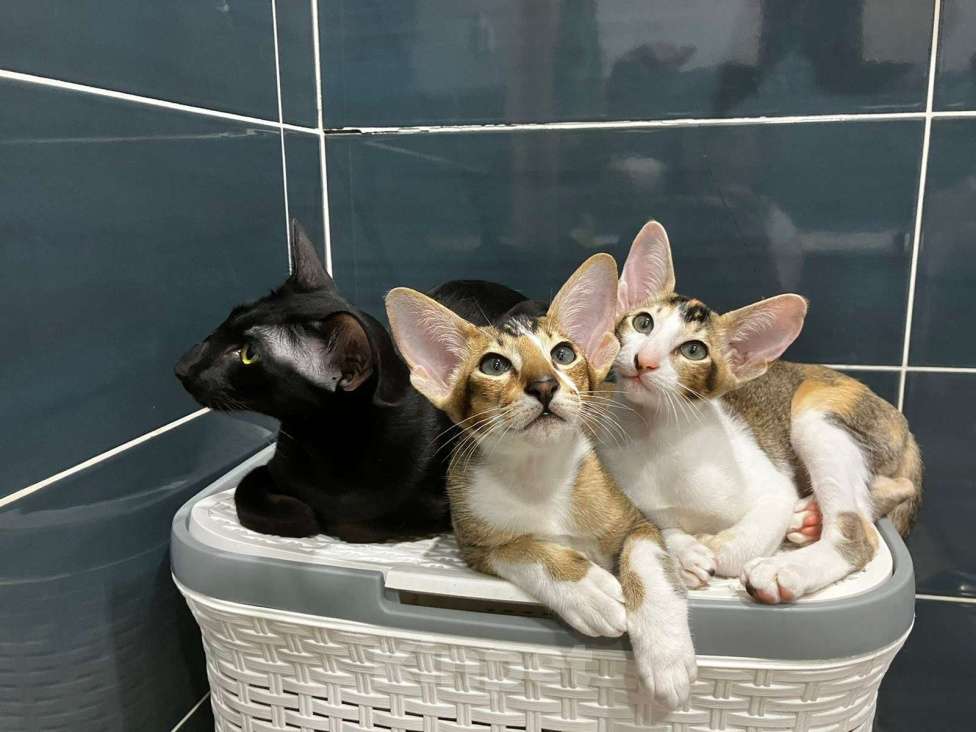 Кошки в Красноярске: Девочка - черепашка Девочка, 25 000 руб. - фото 3