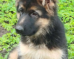 Собаки в Долгопрудном: Щенки немецкой овчарки Девочка, 35 000 руб. - фото 6