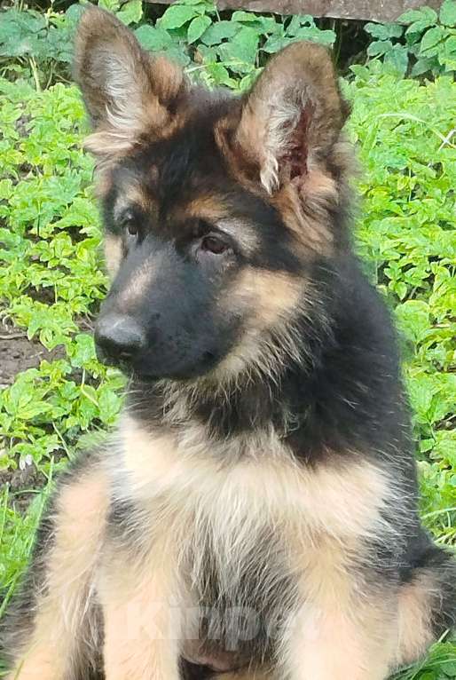 Собаки в Долгопрудном: Щенки немецкой овчарки Девочка, 35 000 руб. - фото 6