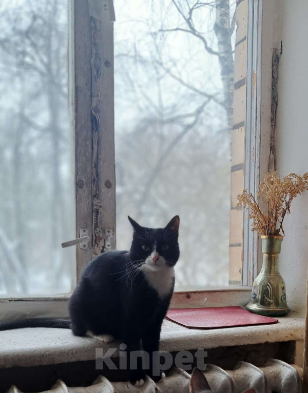 Кошки в Москве: Стешенька знает, как навести уют в доме Девочка, Бесплатно - фото 5