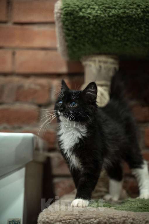 Кошки в Санкт-Петербурге: Котенок ищет друга Мальчик, Бесплатно - фото 5