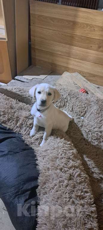 Собаки в Мелитополе: Детки лабродорчики Девочка, 20 000 руб. - фото 3