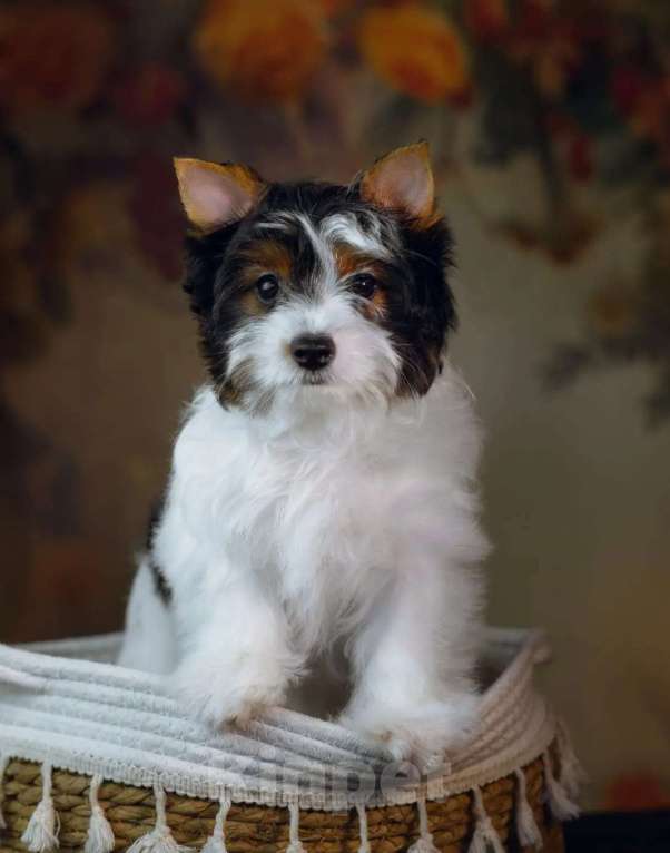 Собаки в Калининграде: Щенок (девочка) бивер терьеров. Девочка, Бесплатно - фото 2