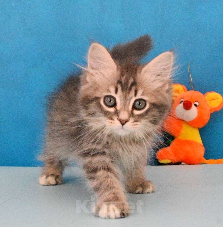 Кошки в Москве: Сибирский котик Паркер Мальчик, Бесплатно - фото 10