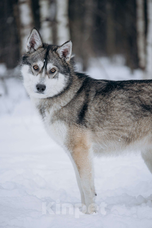 Собаки в Москве: Активная девчонка в поисках дома! Девочка, Бесплатно - фото 2