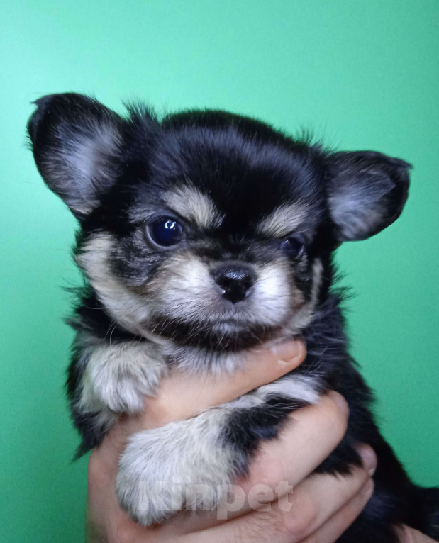 Собаки в Санкт-Петербурге: Щенок чихуахуа, длинношерстная девочка нарядного окраса Девочка, 60 000 руб. - фото 3